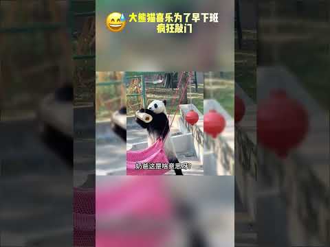 大熊猫喜乐为了早下班疯狂敲门~真是“人里人气”的😂【Doculife-宝藏纪实馆】