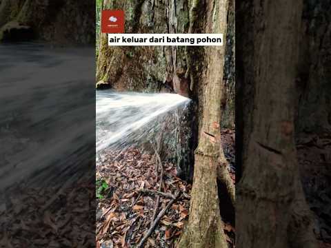 Video: Bagaimana pohon mendapatkan air?