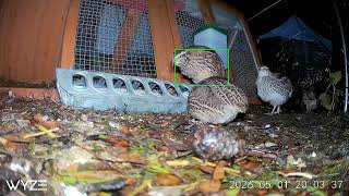 Quails interactions look on the left side after 1m 55 seconds girl and boy together ❤️ 
