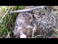 Lovely Baby Rabbits, Cute Week Old Brown Hare Wild Rabbit Baby Bunnies