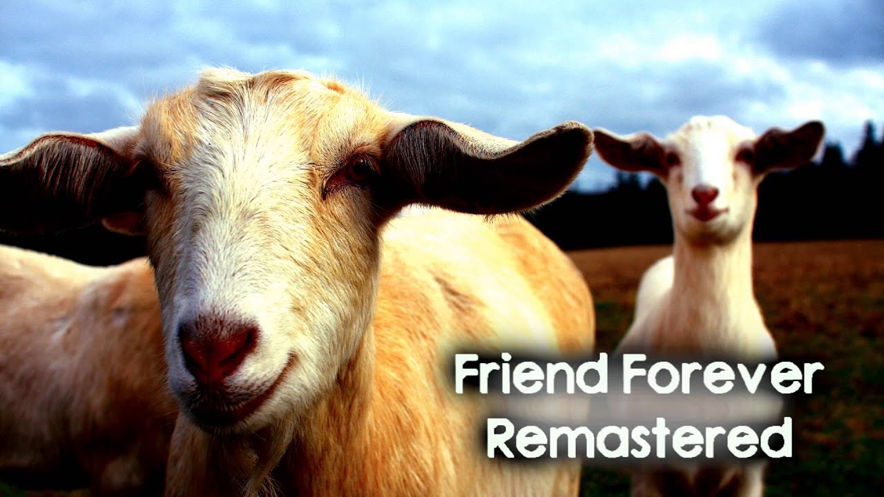 Watch Friend Forever Remastered -- #205R -- Royalty Free Music -- Dubstep/Techno on YouTube Watch Friend Forever Remastered -- #205R -- Royalty Free Music -- Dubstep/Techno on YouTube