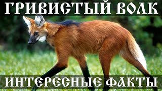 Гривистый волк - интересные факты