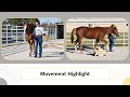 SOLD! MU Invest N The Best – 2020 AQHA Gelding – Movement Highlight