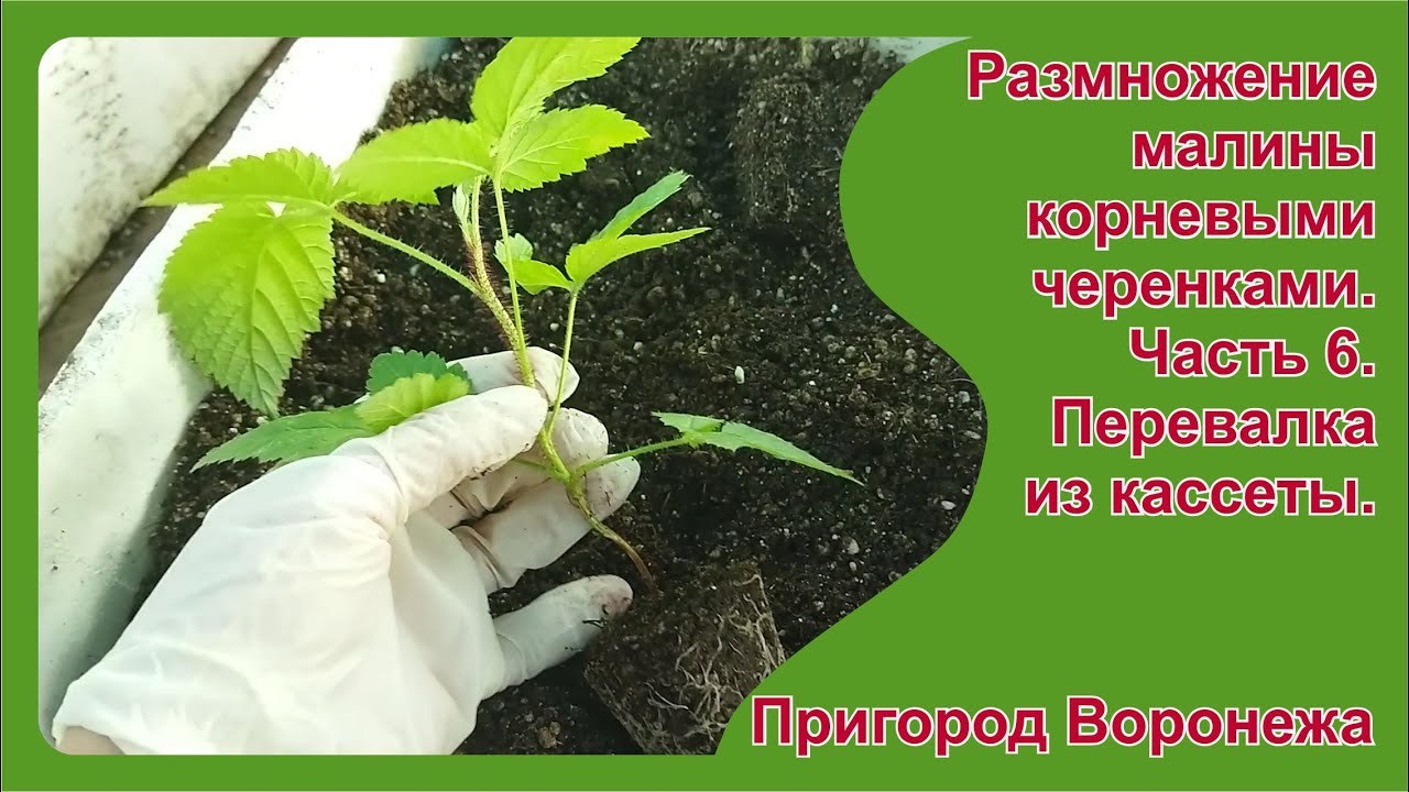 Укоренение крапивки малины. Часть 6. Перевалка из кассеты. Пригород Воронежа.