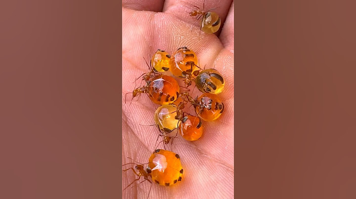 Moving my CANDY Ants!!