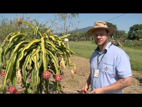 Videó: Pitaya