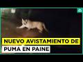 Nuevamente reportan aparición de Puma en el sector de Paine