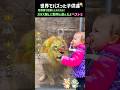 子供達が動物園でガラス越しに動物と遊んだよベスト５