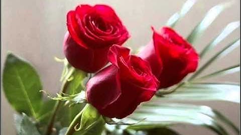 النساء برواية خلاد عن حمزة للقاريء محمد صالح الشيخ