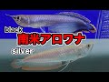 南米アロワナ ブラックアロワナ&amp;アルビノシルバーアロワナ マナグエンセも紹介 #熱帯魚 #アロワナ