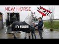 MY HUGE NEW STALLION ARRIVES