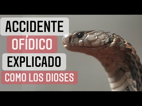 Video: Infección Por Retrovirus En Serpientes
