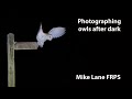 Photographing owls in the dark