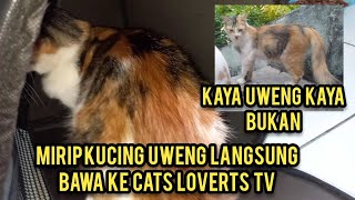 Masya Allah Ketemu Kucing Mirip Uweng Langsung Adopsi..!