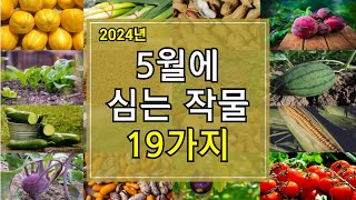 2024년 5월에 심는 작물 19가지 알아보기