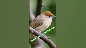 Blackcap Sound صوت عصفور التين 