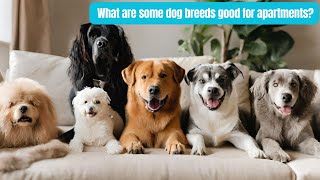 What are some dog breeds good for apartments? | DoggieTalk