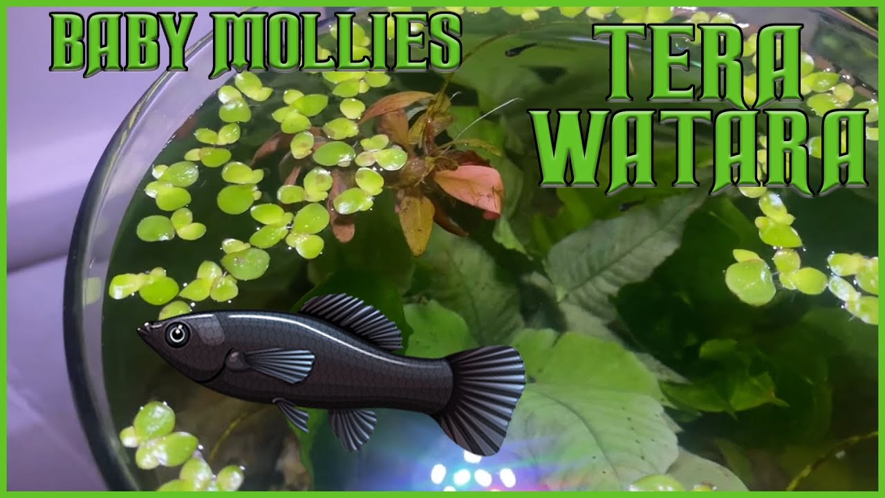 Baby Mollies Fry In Walstad Vase Aquarium YouTube