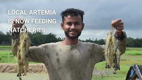 How Artemia Is Transforming Salt Farms into Climate-Smart Aquaculture