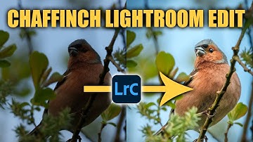 Bird Photography - Full Editing Workflow
