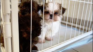 Three little Shih Tzu Puppies 🐶 9 weeks old by Shih Tzus are the Best 2,699 views 2 months ago 57 seconds