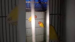 love bird mutation lutino
