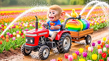 The farm monkey drives a tractor with the ducklings to plant a colorful tulip field!