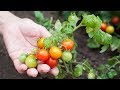 Cómo cultivar tomates cherry - @Jardinatis