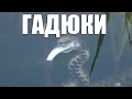 Гадюка Охотится на Рыбу Уникальные Кадры. Snake hunts for fish.