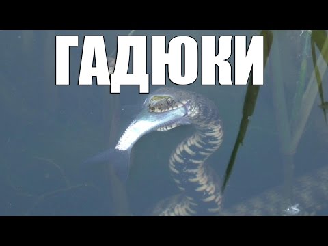 Гадюка Охотится на Рыбу Уникальные Кадры. Snake hunts for fish.