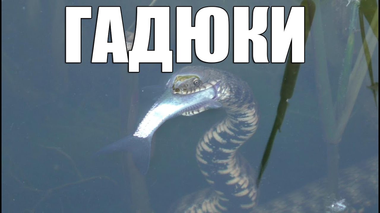 Гадюка Охотится на Рыбу Уникальные Кадры. Snake hunts for fish.
