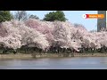 Washington’s cherry blossoms hit peak bloom