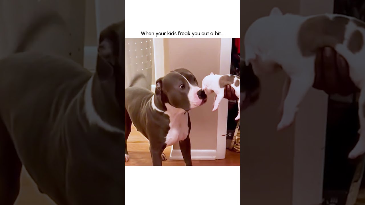 Hilarious Mama Dog Freaks Out After Meeting Puppy 