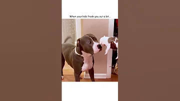 Hilarious Mama Dog Freaks Out After Meeting Puppy 