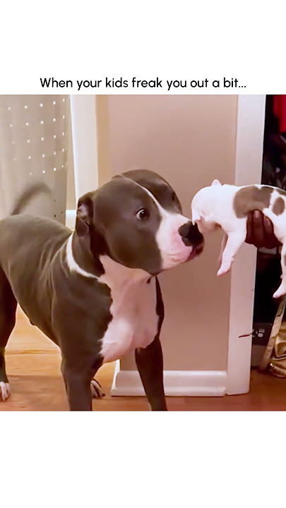 Hilarious Mama Dog Freaks Out After Meeting Puppy! - Youtube