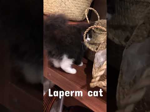 Vidéo: LaPerm