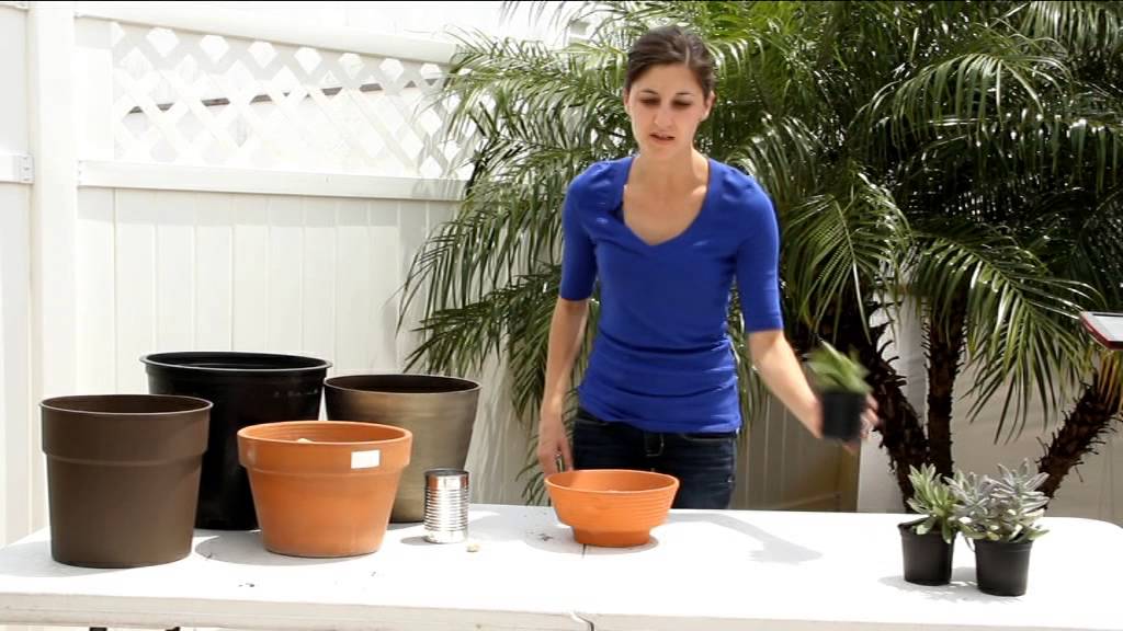 How to make a succulent garden - YouTube