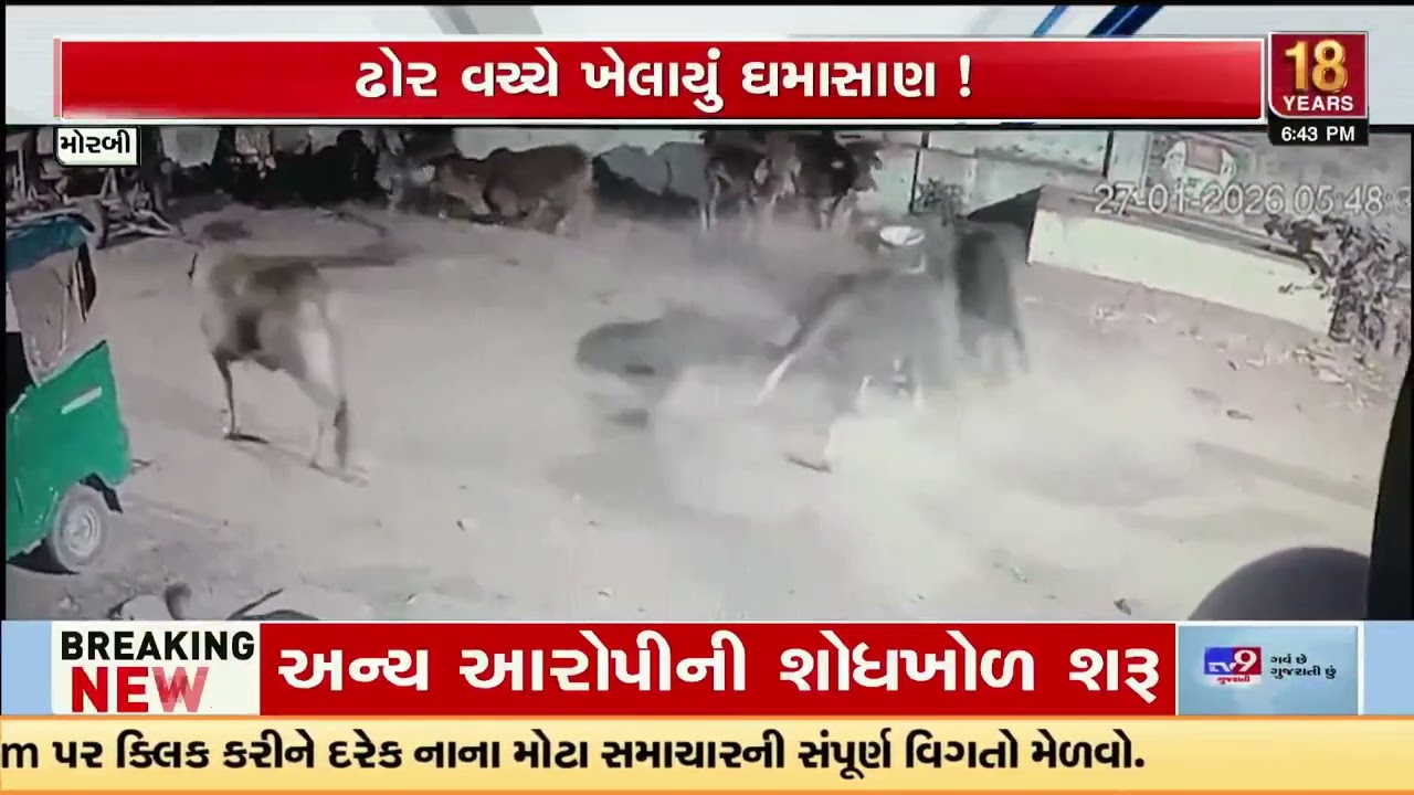 CCTV Exposes Stray Cattle Menace in Morbi as Bulls Fight on Street | Gujarat | TV9Gujarati