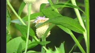 Aubrey Shepherd photos of American basketflower SHOARK_Title_01_01.asf