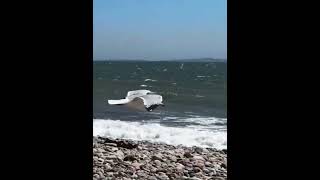IMG 9421 -Live clips of gull in flight
