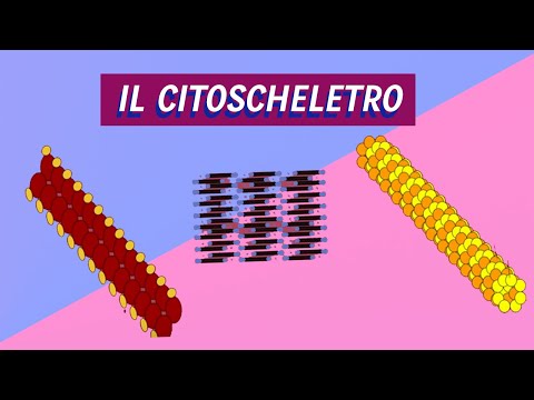 Video: Le cellule eucariotiche hanno il citoscheletro?