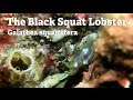 The Black Squat Lobster