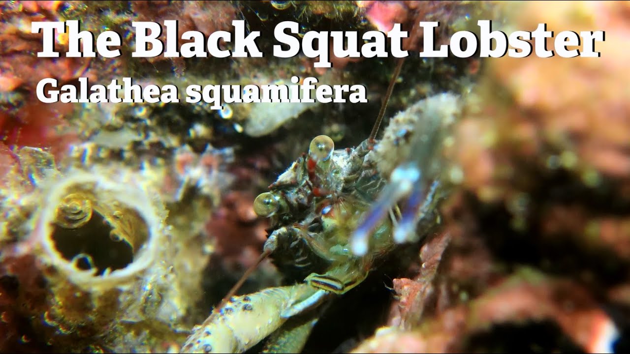 The Black Squat Lobster