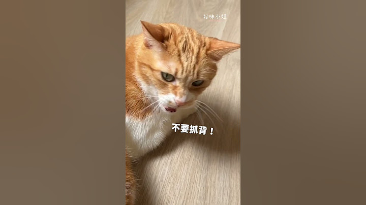 貓咪：我不喜歡抓背啦！ #好味小姐 #cat #貓咪