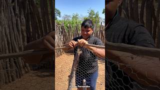 Construindo Um Cercado Pros Patos