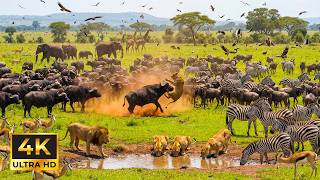 4K African Wildlife Adventure: Witness The World's Greatest Migration with Natural Sounds