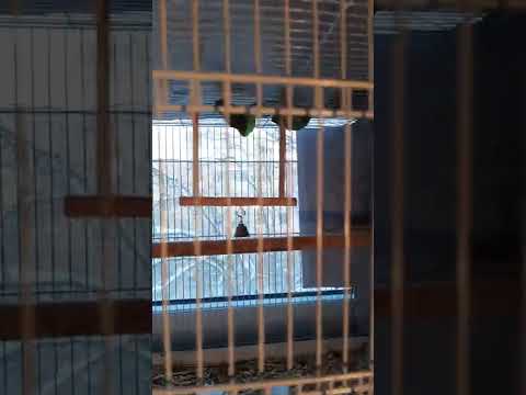 Игрушка для попугаев- канареек- птиц  Качели с колокольчиком  #shorts