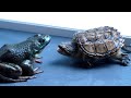 Snapping turtle  red eared slider eats live giant american bullfrog warnning live feeding