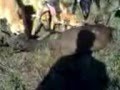 Greyhounds_Speedhounds killing a bushbuck in south africa