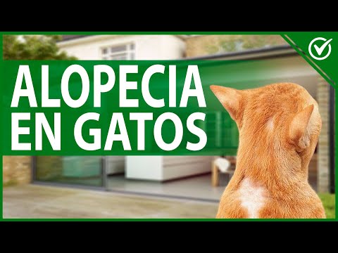 Video: Calvicie De Patrón En Gatos